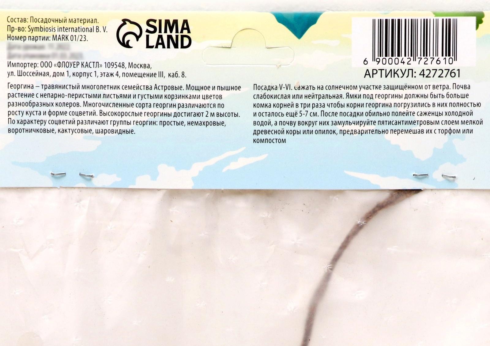 Георгина декоративная 