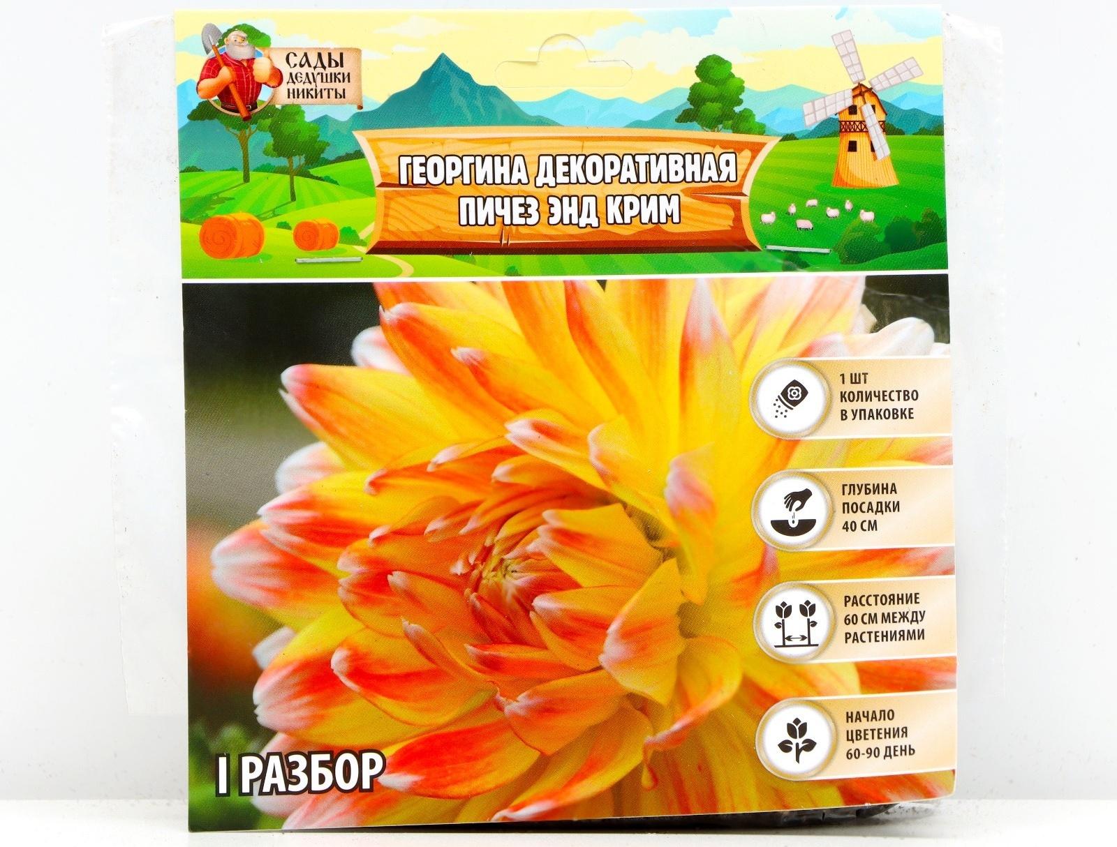 Георгина декоративная 