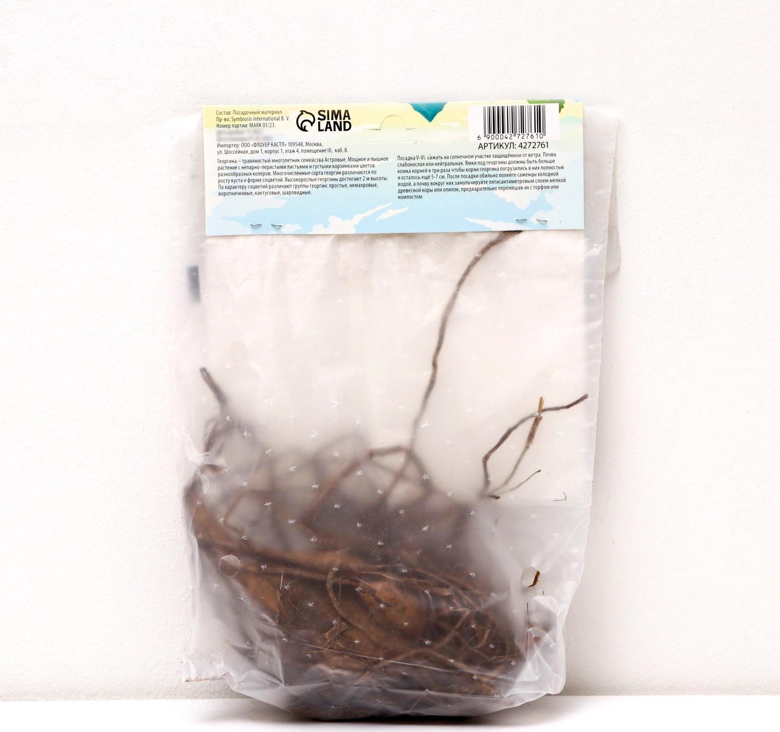 Георгина декоративная 