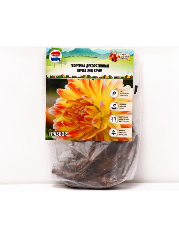 Георгина декоративная 