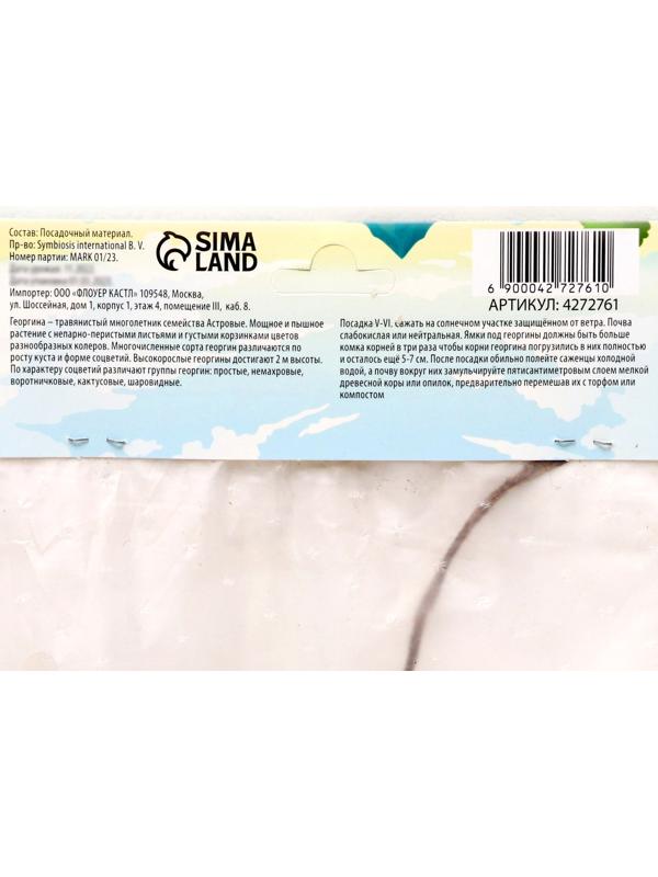 Георгина декоративная 