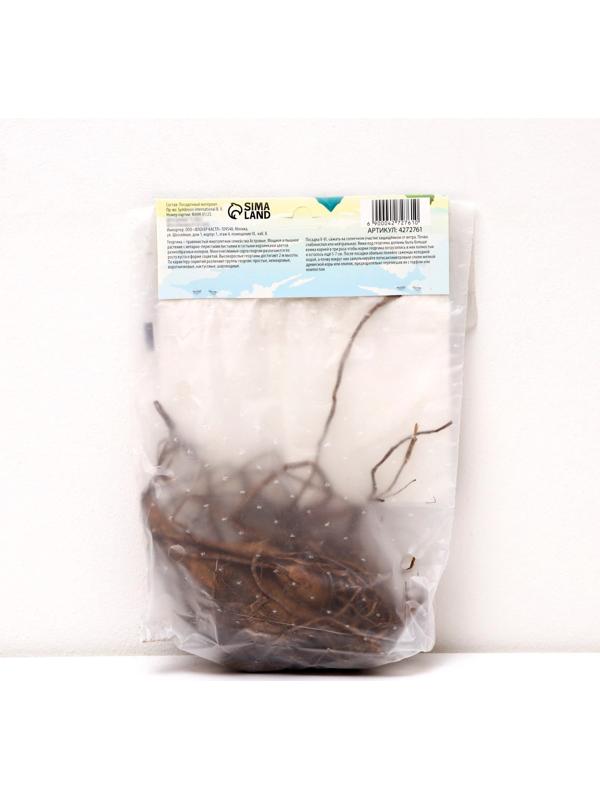 Георгина декоративная 