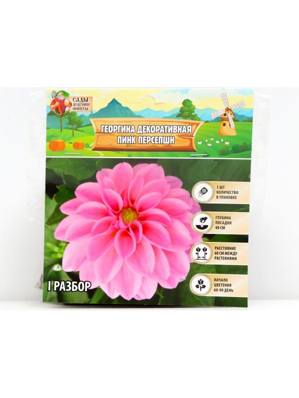 Георгина декоративная 