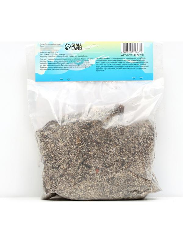 Георгина декоративная 