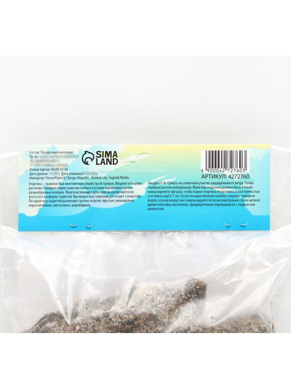 Георгина декоративная 