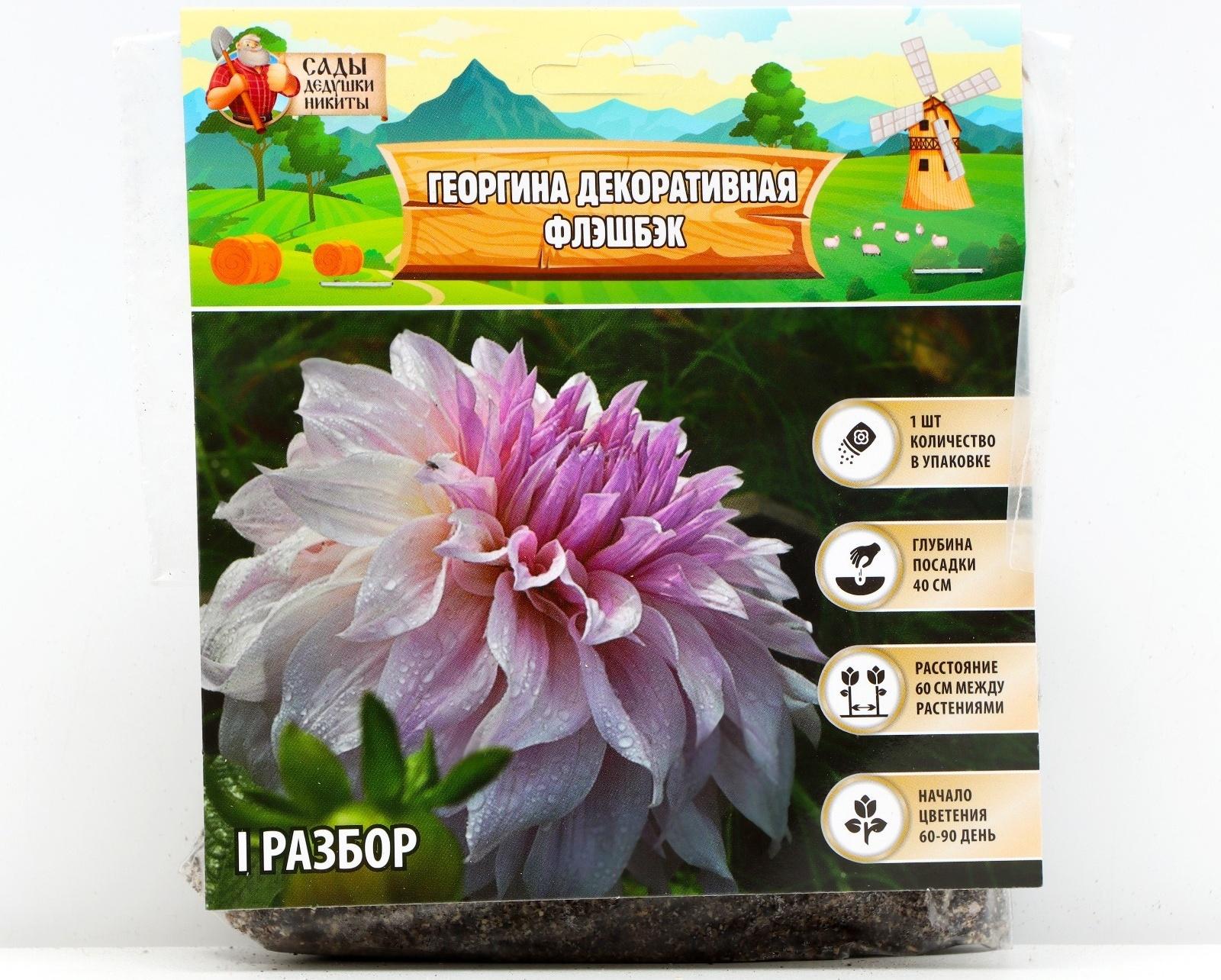 Георгина декоративная 