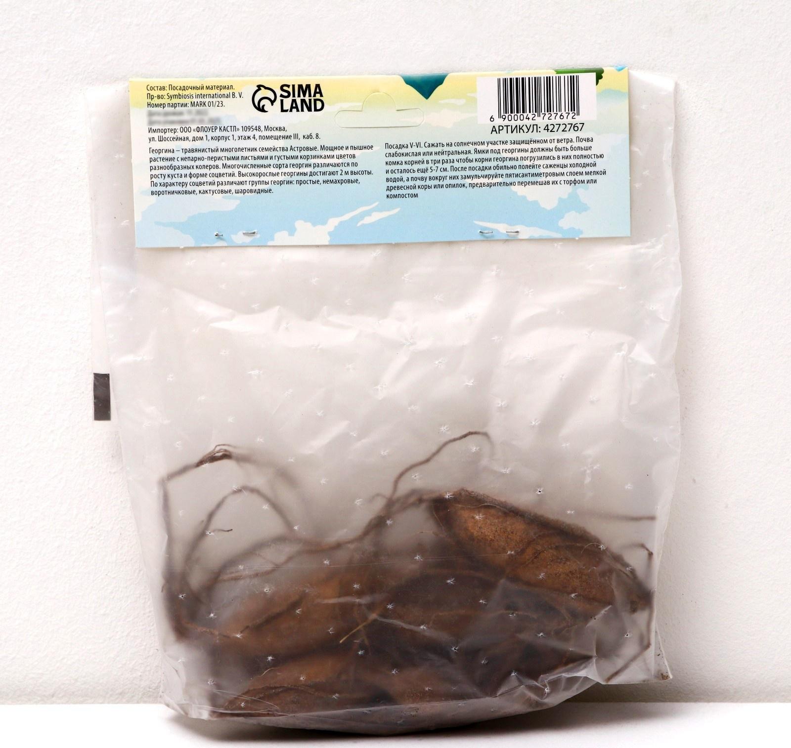 Георгина декоративная 