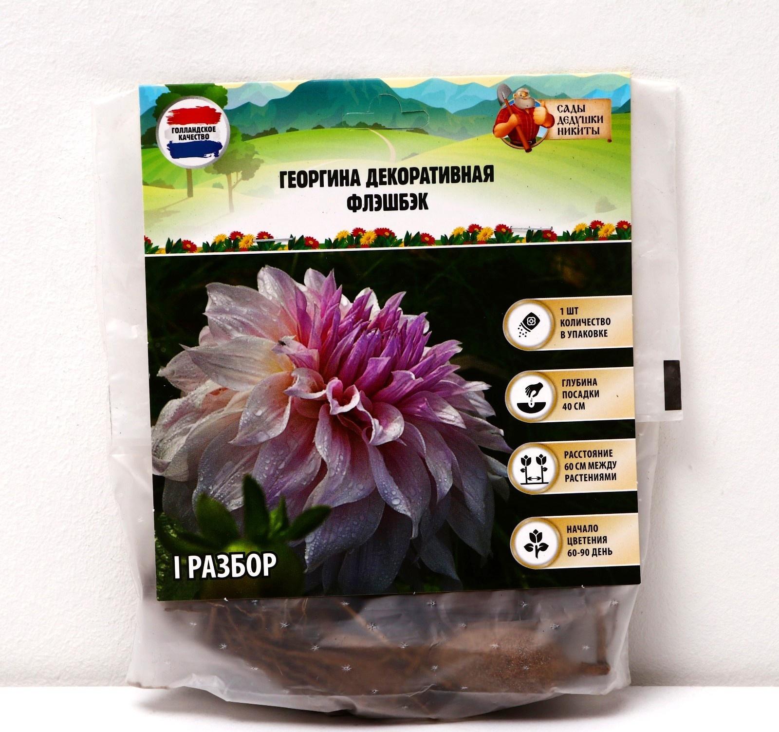 Георгина декоративная 