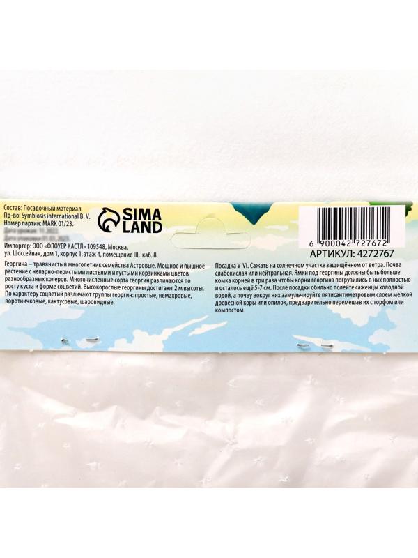 Георгина декоративная 