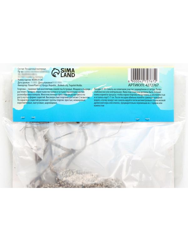 Георгина декоративная 