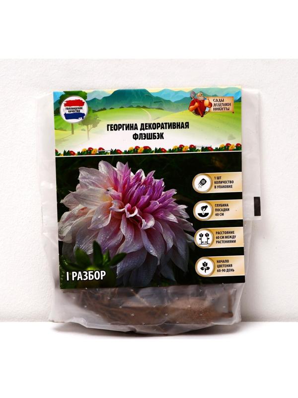 Георгина декоративная 