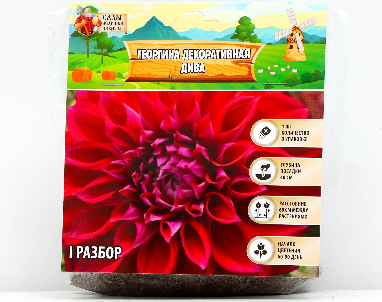 Георгина декоративная 