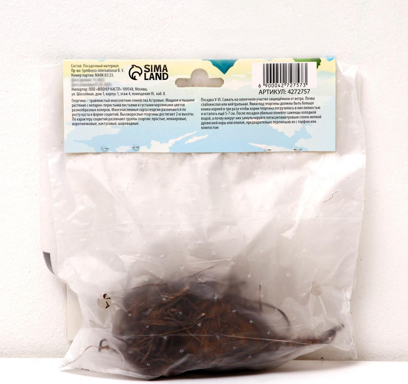 Георгина декоративная 