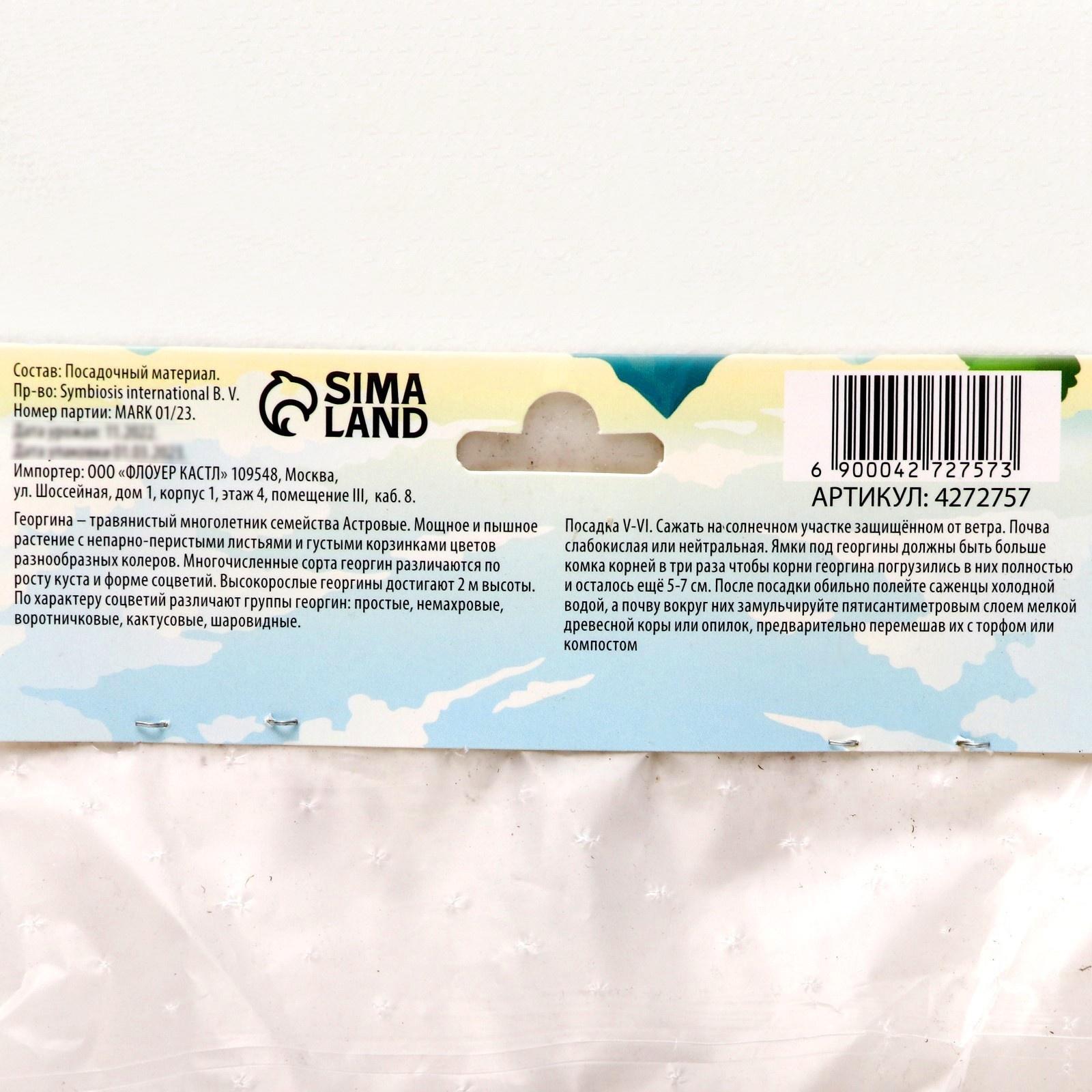 Георгина декоративная 