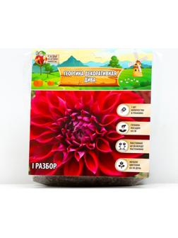 Георгина декоративная 