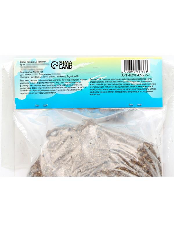 Георгина декоративная 