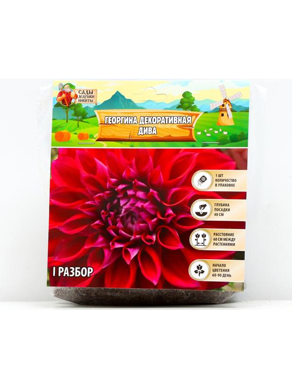Георгина декоративная 