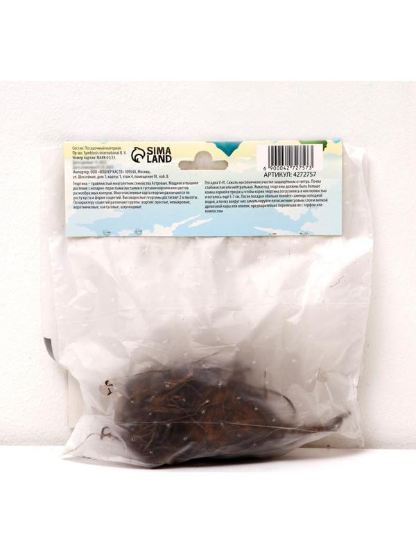 Георгина декоративная 