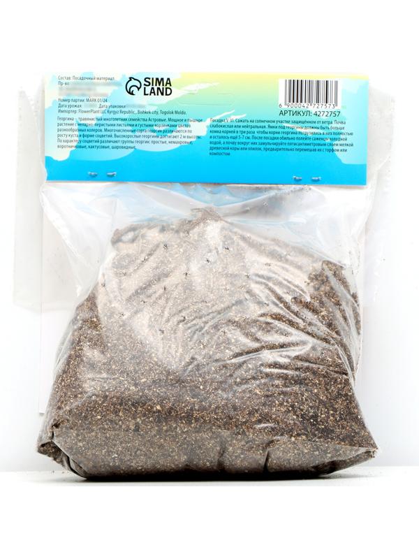 Георгина декоративная 