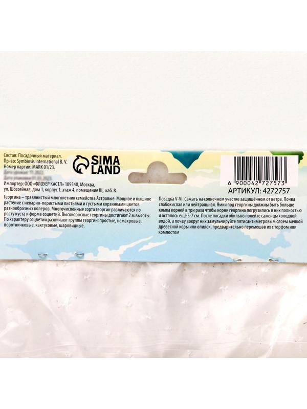 Георгина декоративная 