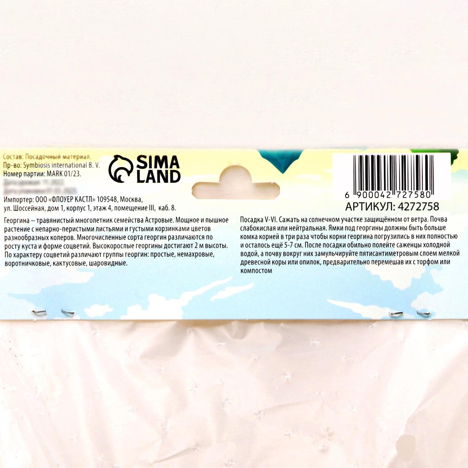 Георгина декоративная 