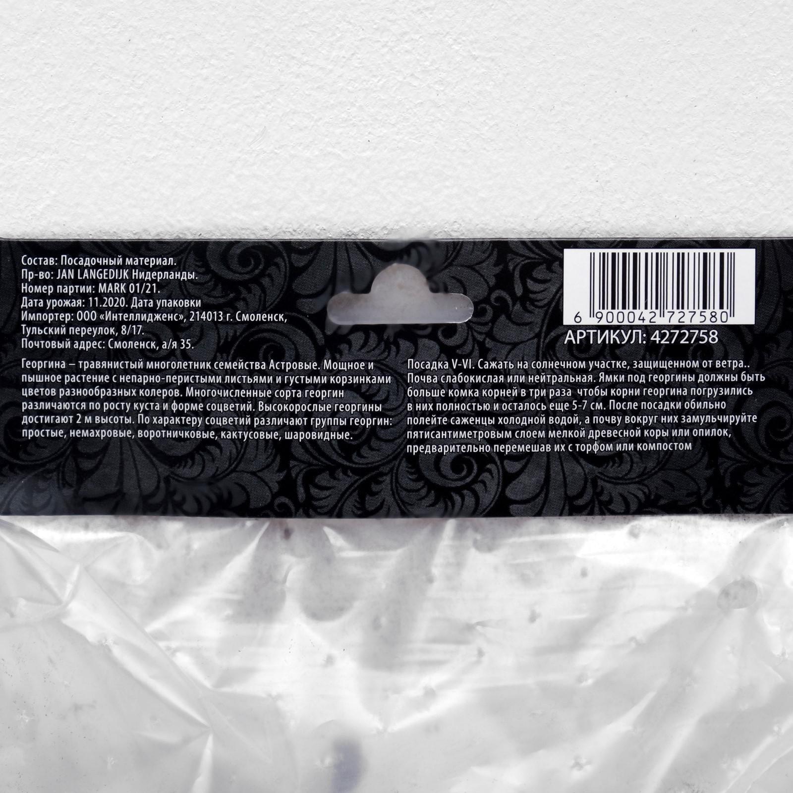 Георгина декоративная 