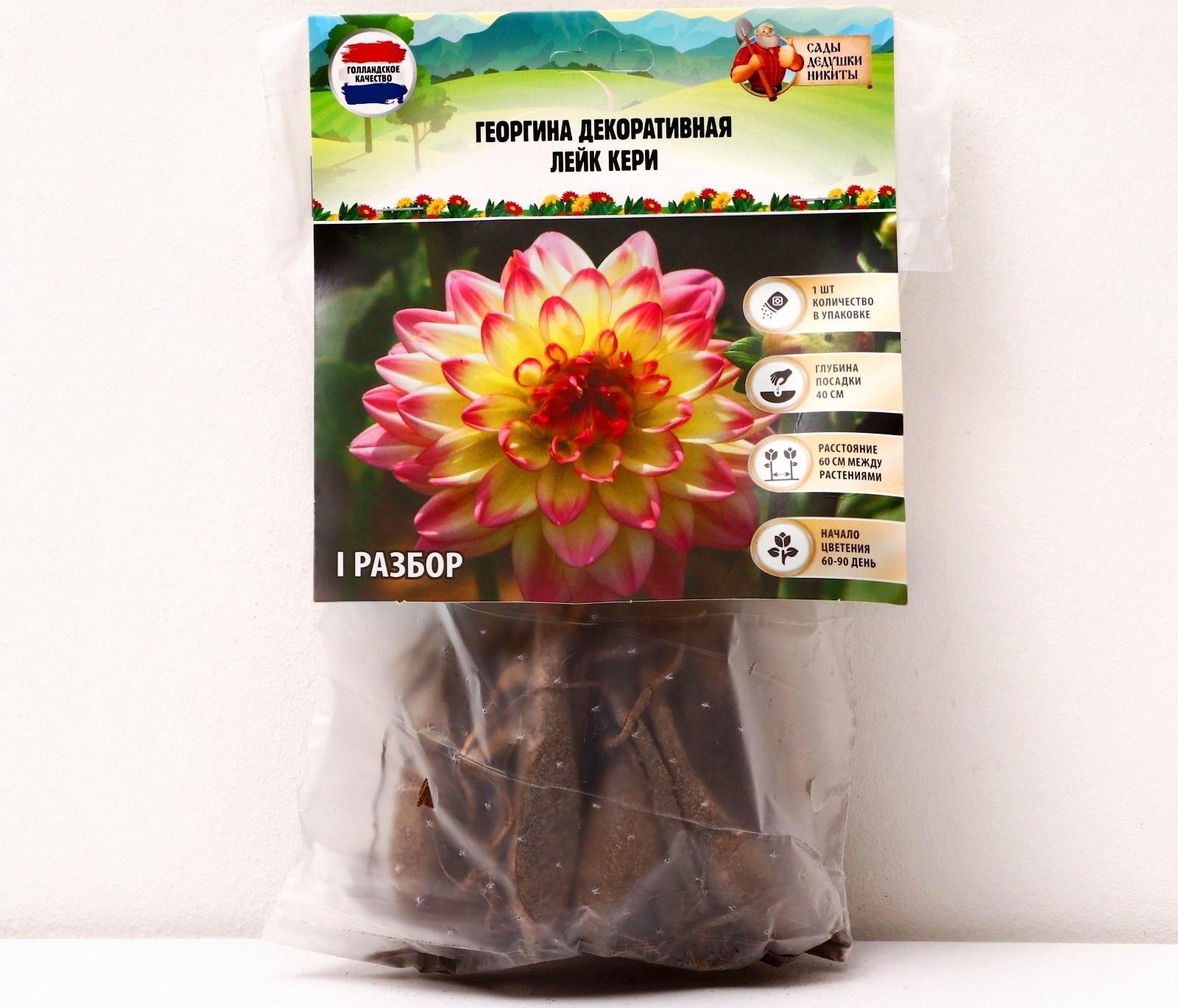 Георгина декоративная 