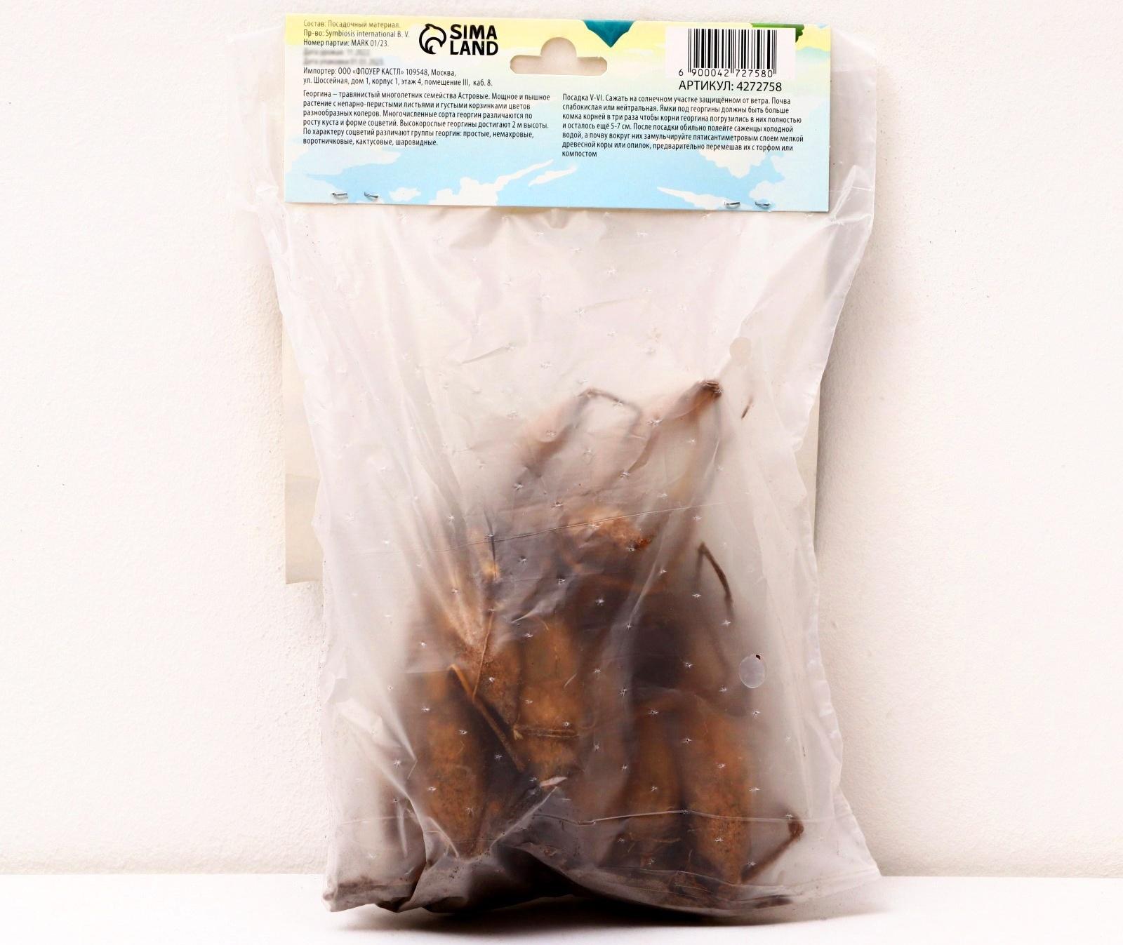 Георгина декоративная 