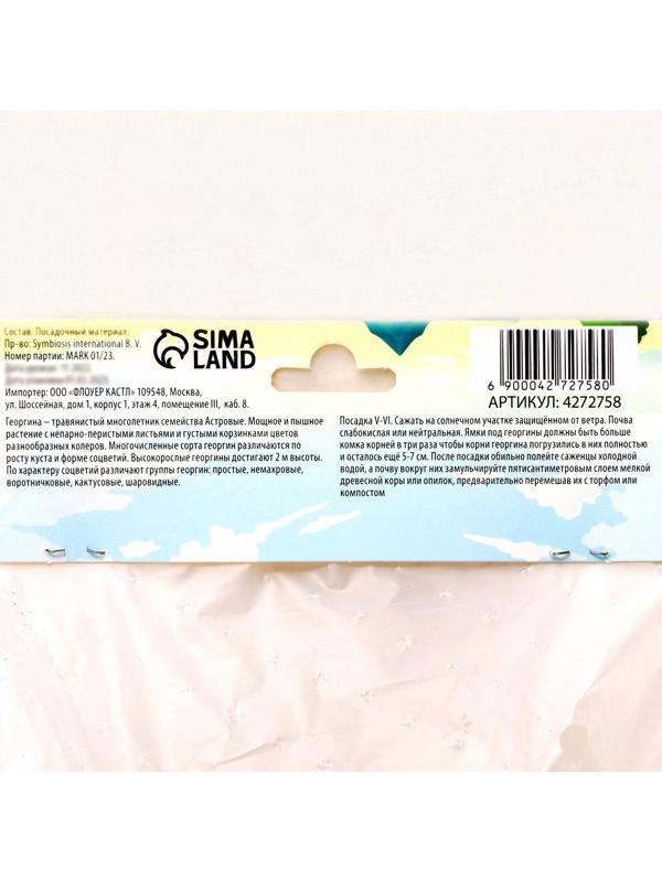 Георгина декоративная 