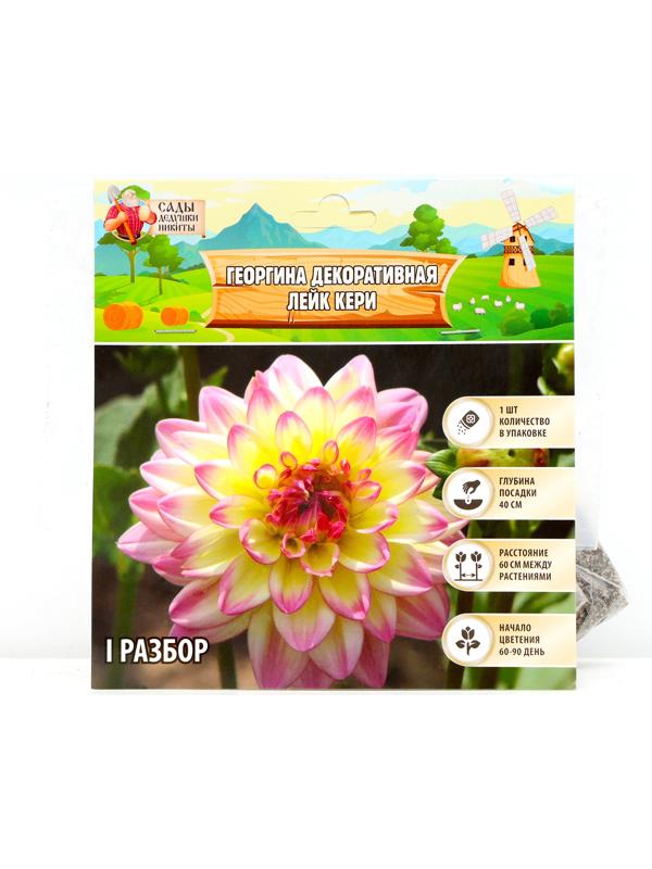 Георгина декоративная 