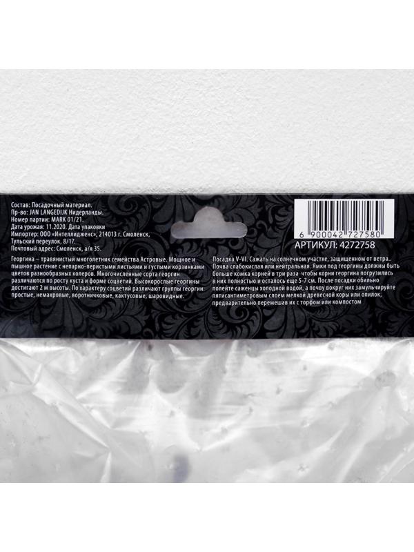 Георгина декоративная 