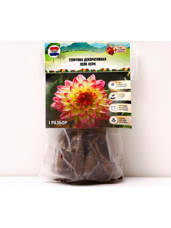Георгина декоративная 