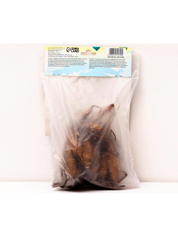 Георгина декоративная 