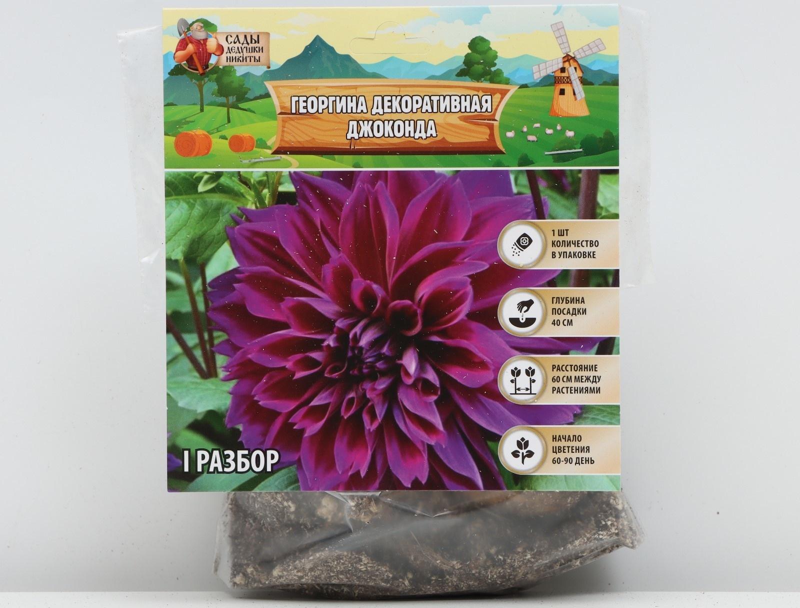 Георгина декоративная 