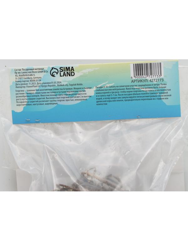 Георгина декоративная 