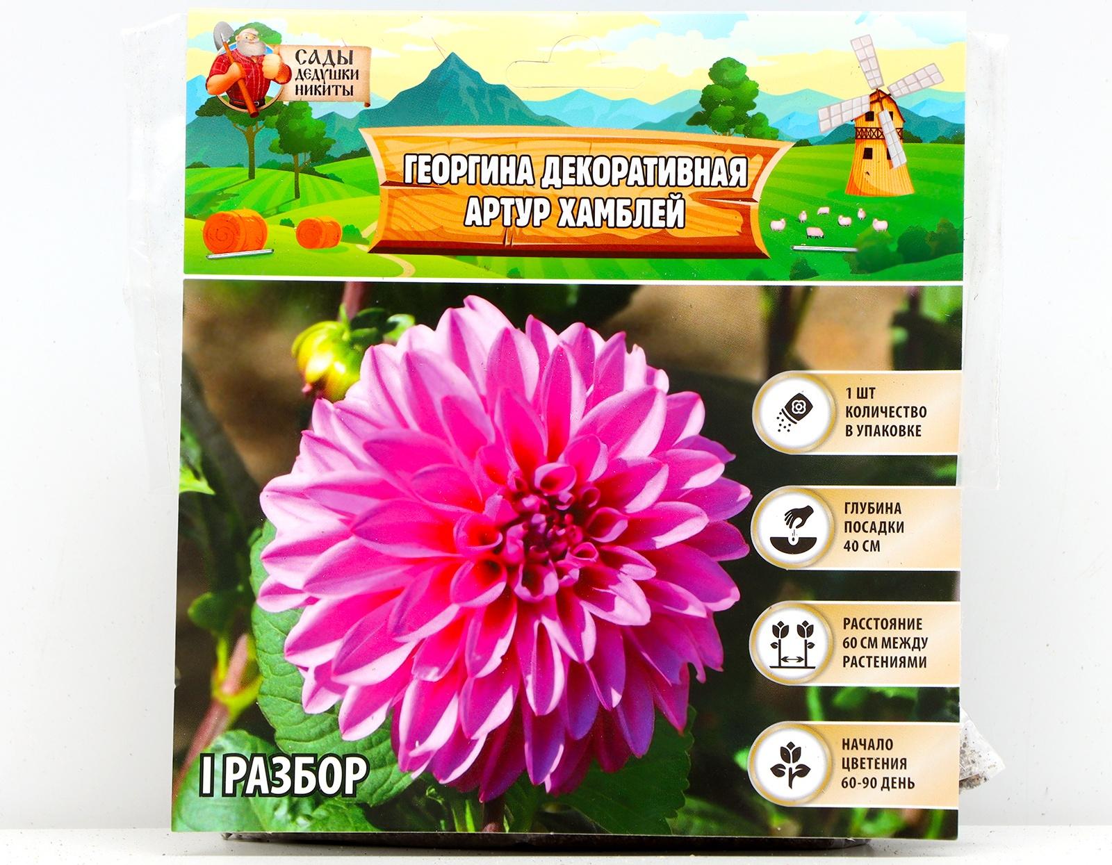 Георгина декоративная 