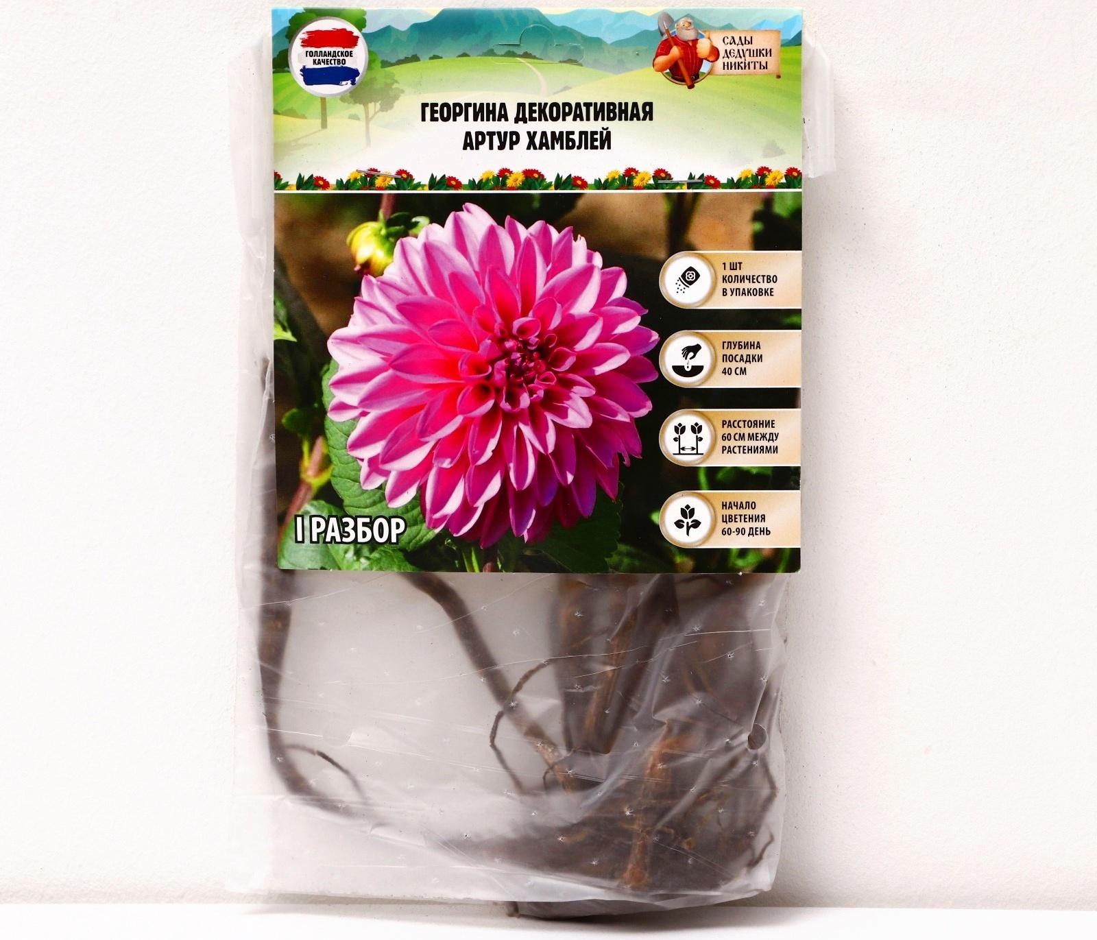 Георгина декоративная 