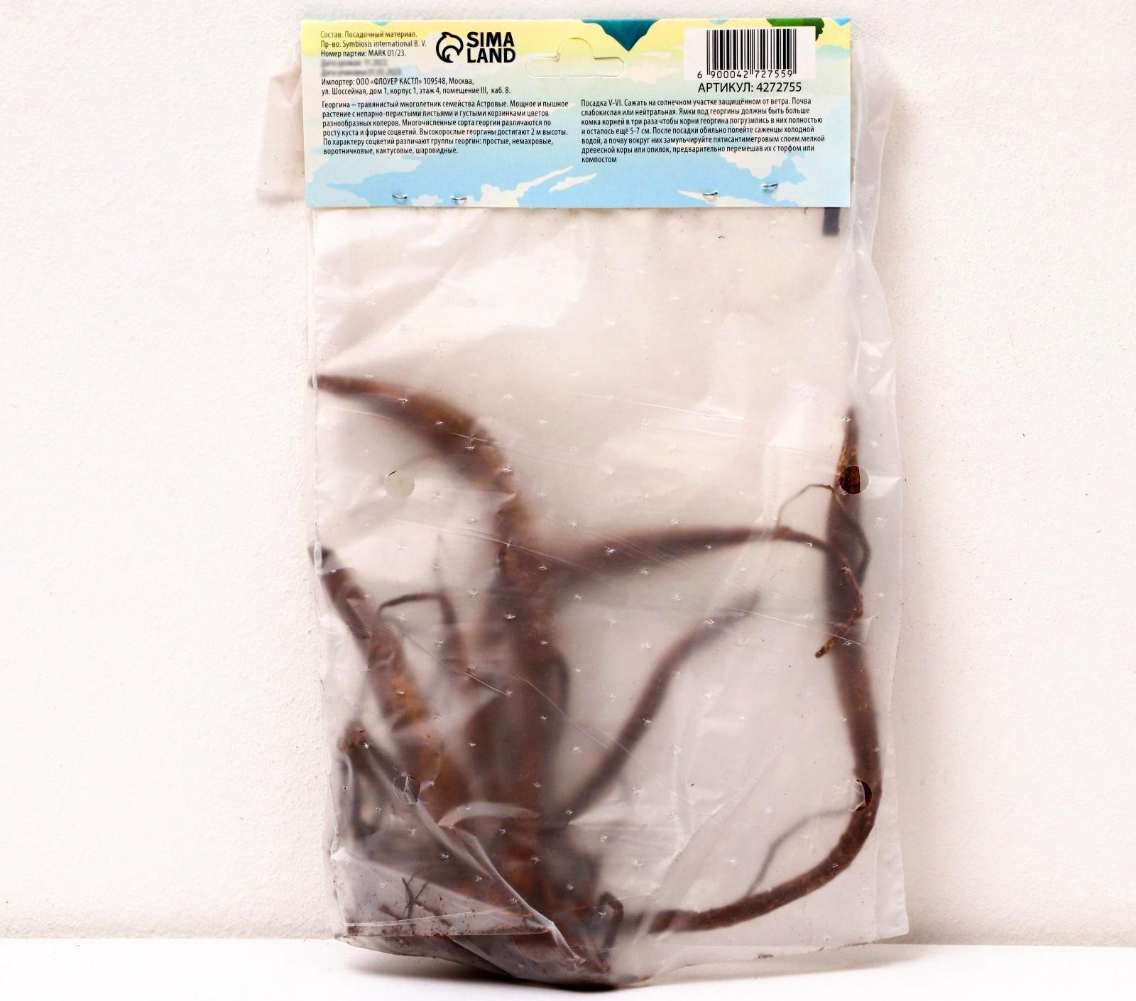 Георгина декоративная 