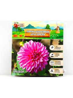 Георгина декоративная 