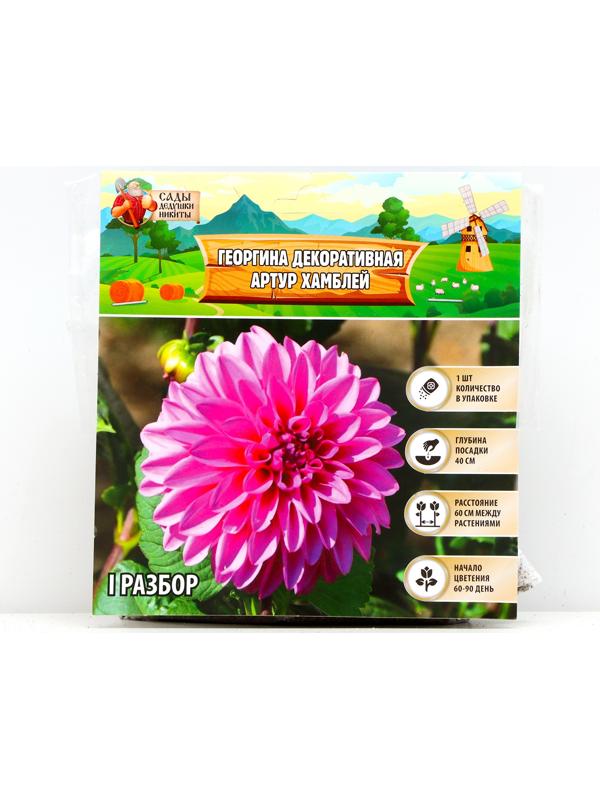 Георгина декоративная 