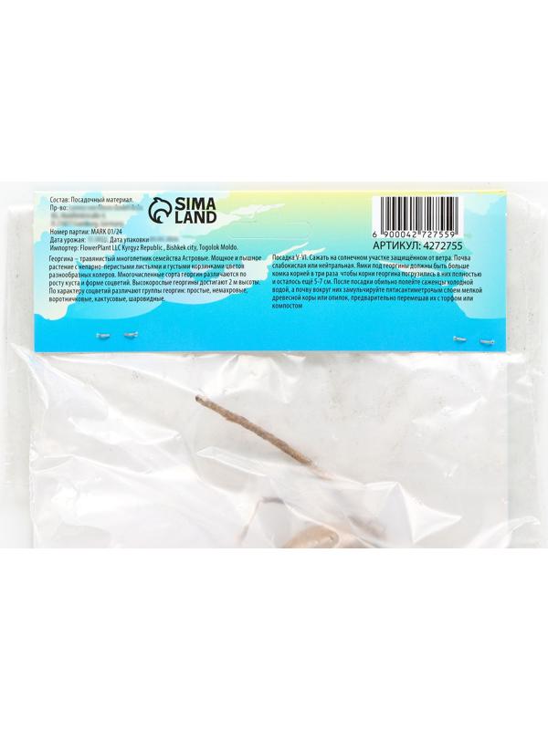 Георгина декоративная 