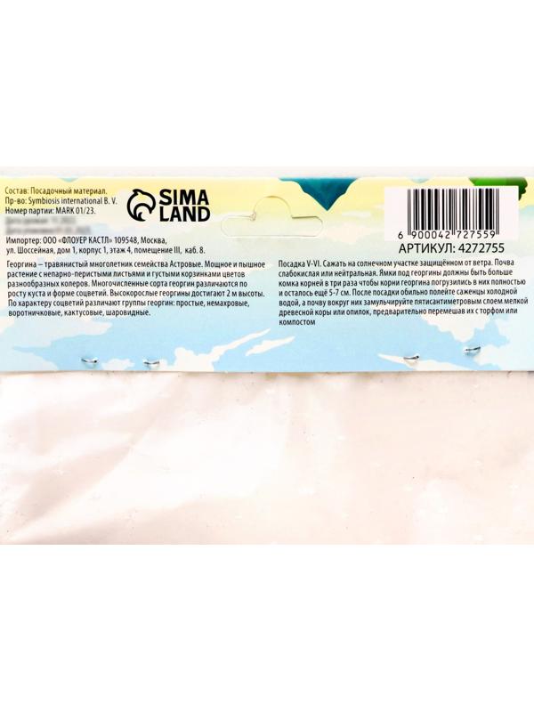 Георгина декоративная 