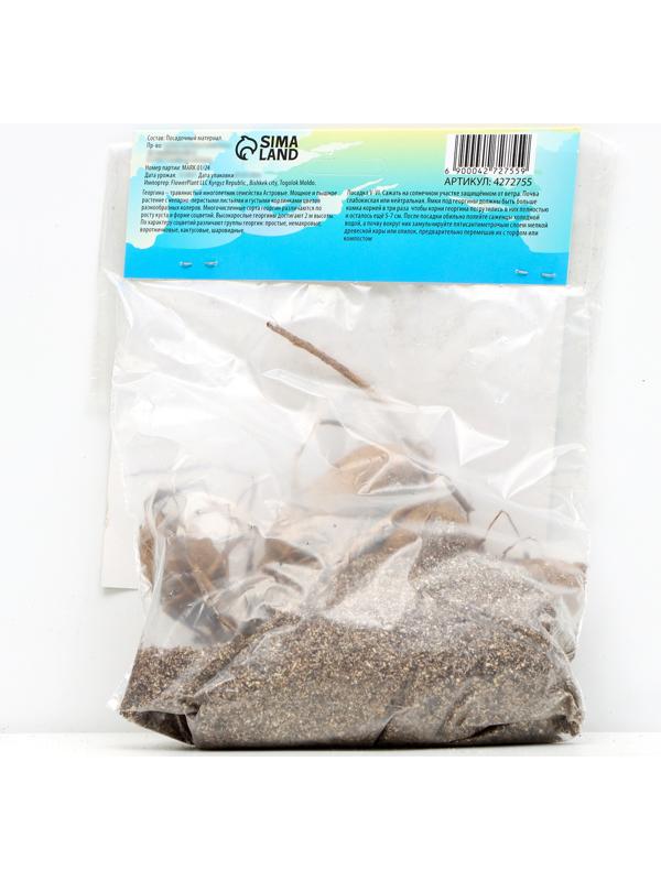 Георгина декоративная 