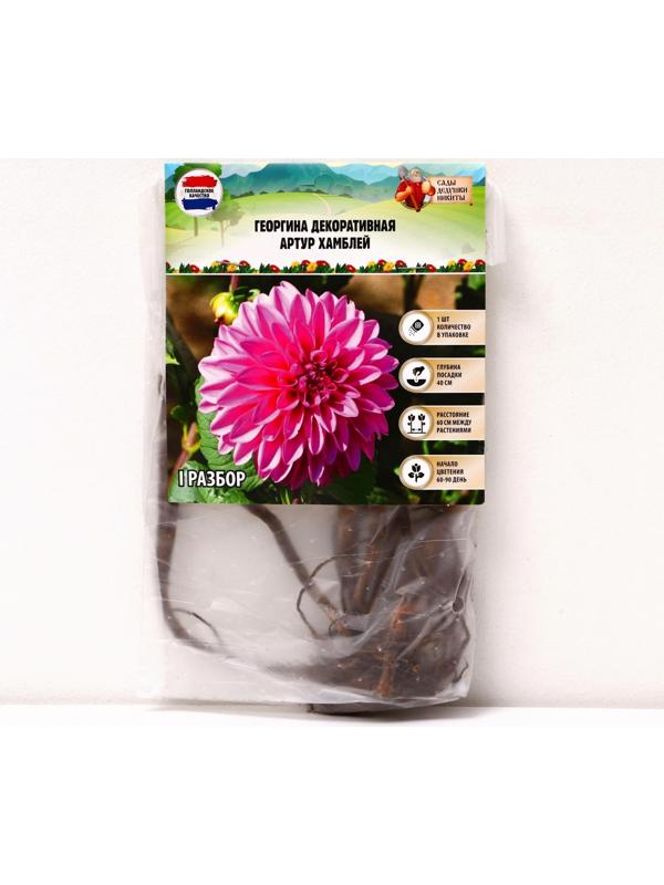 Георгина декоративная 