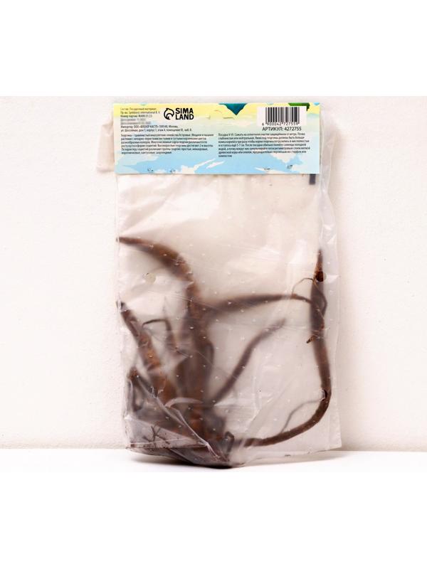 Георгина декоративная 