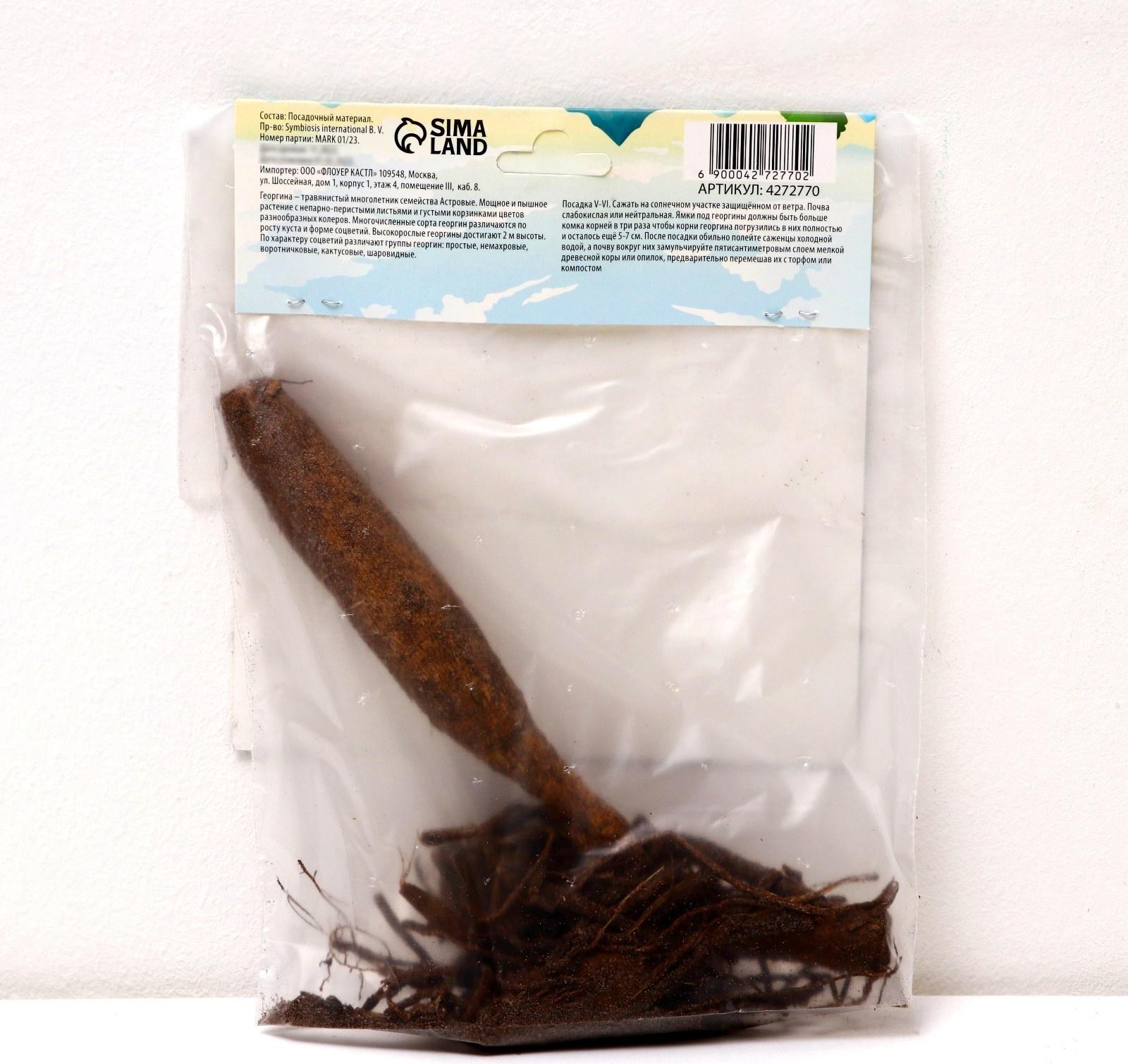 Георгина декоративная 