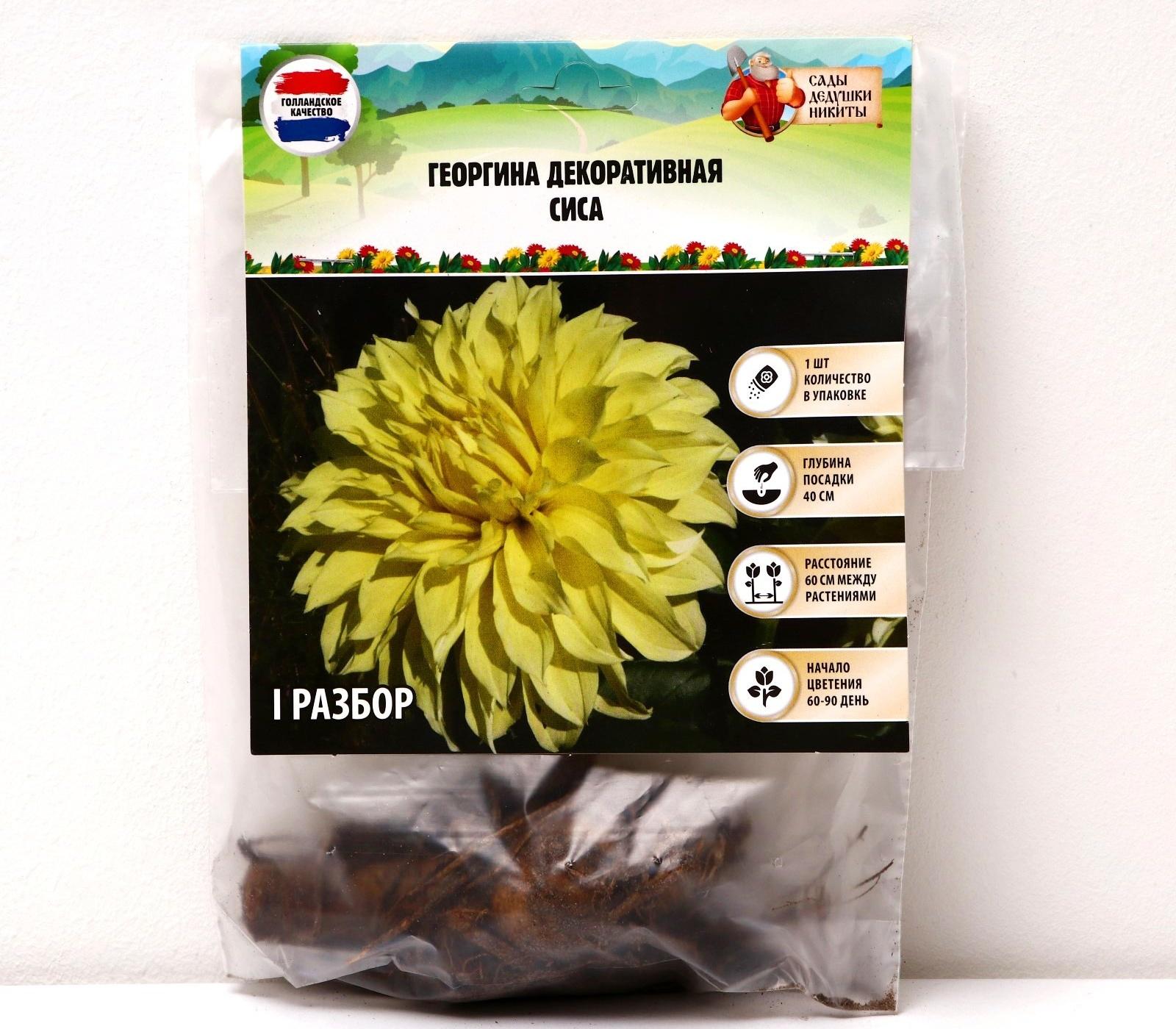 Георгина декоративная 