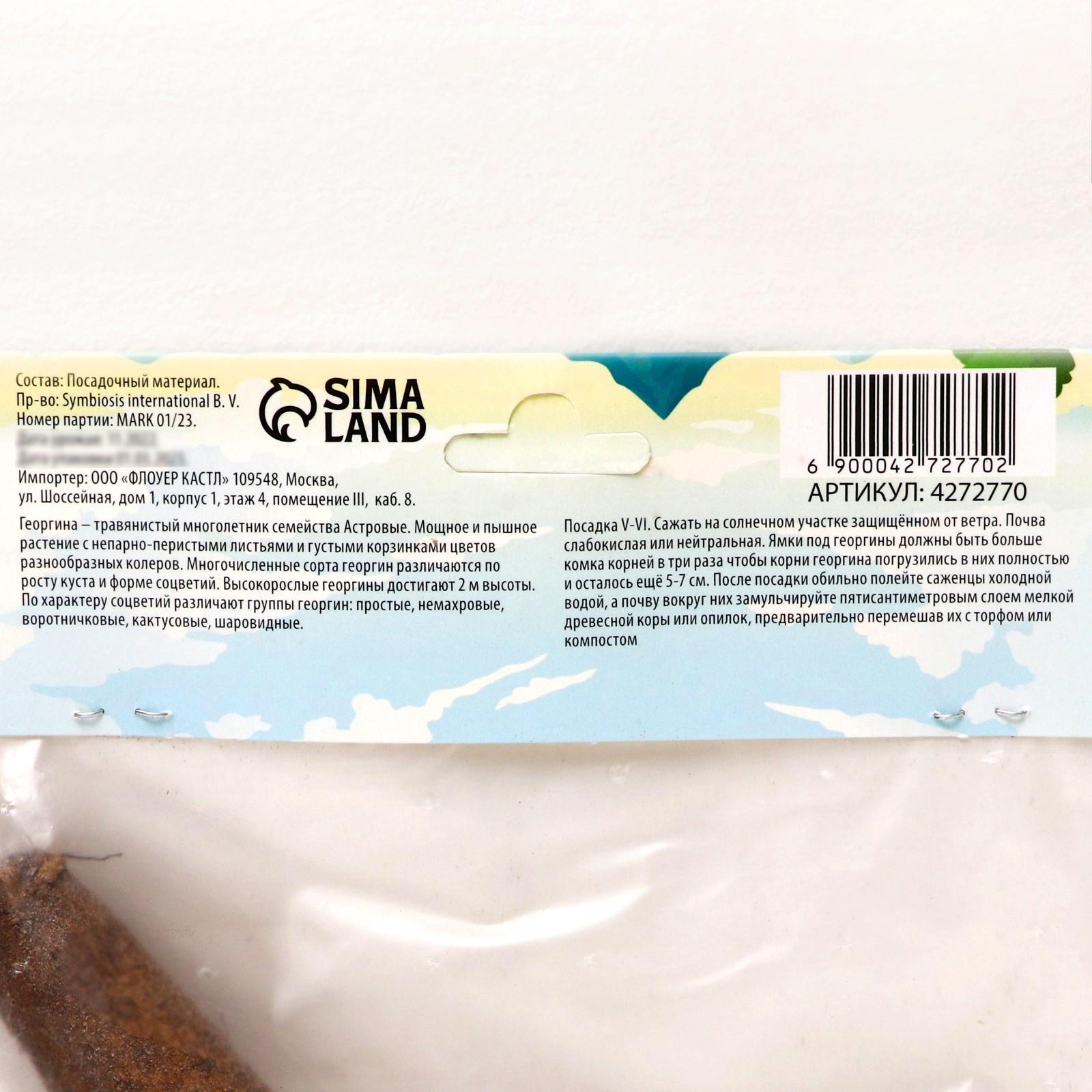 Георгина декоративная 