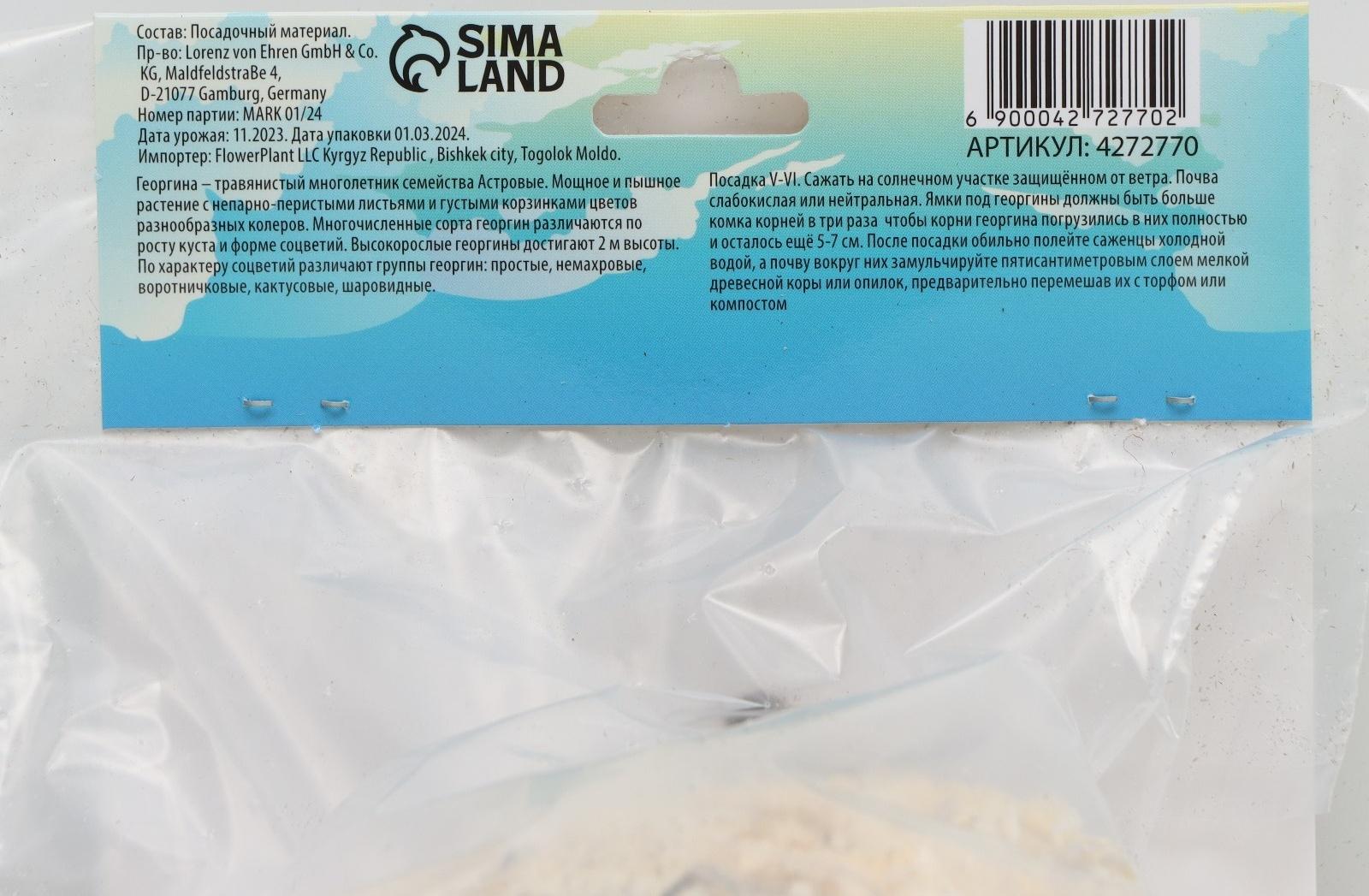 Георгина декоративная 