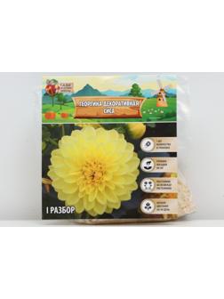 Георгина декоративная 